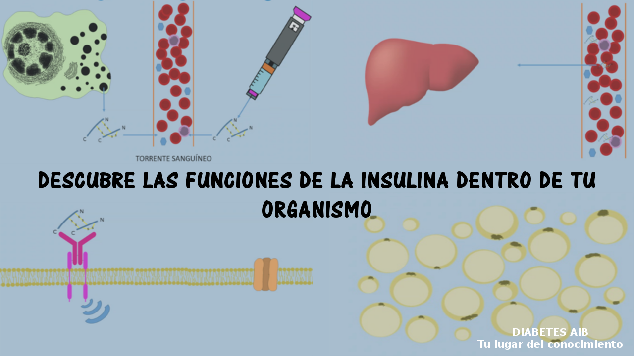 miniatura de Así funciona la insulina en nuestro cuerpo